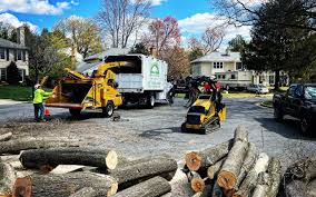 Best Tree Trimming and Pruning  in Greeneville, TN