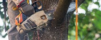 Best Soil Testing and Treatment  in Greeneville, TN