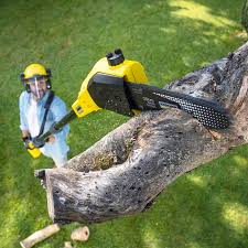 Best Tree and Shrub Care  in Greeneville, TN