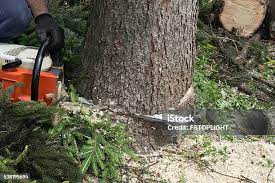 Best Seasonal Cleanup (Spring/Fall)  in Greeneville, TN