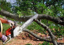 Best Storm Damage Tree Cleanup  in Greeneville, TN
