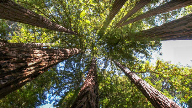 Best Tree Preservation Services  in Greeneville, TN