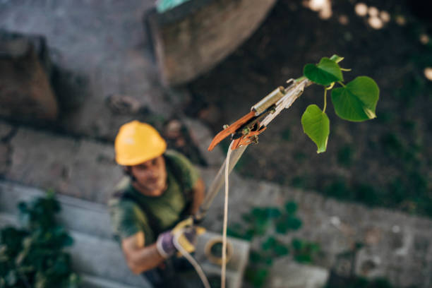 Professional Tree Removal in Greeneville, TN
