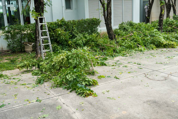 Best Lawn Drainage Solutions  in Greeneville, TN