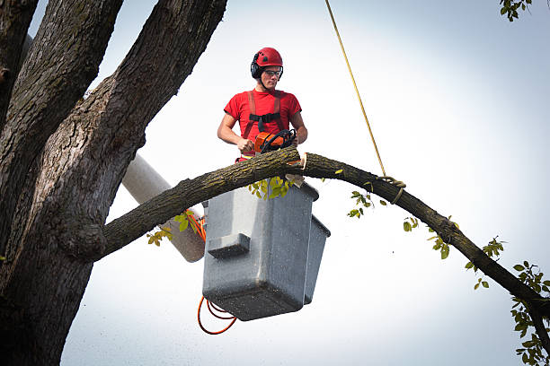 Best Tree Cabling and Bracing  in Greeneville, TN