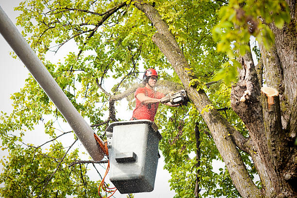Best Tree Risk Assessment  in Greeneville, TN