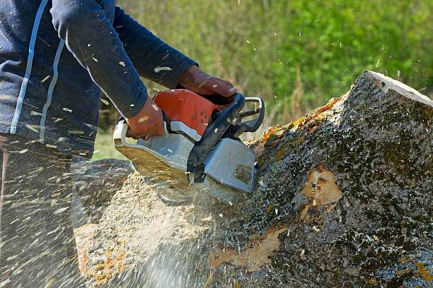 Best Lawn Grading and Leveling  in Greeneville, TN