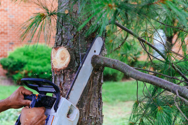 Best Arborist Consultation Services  in Greeneville, TN