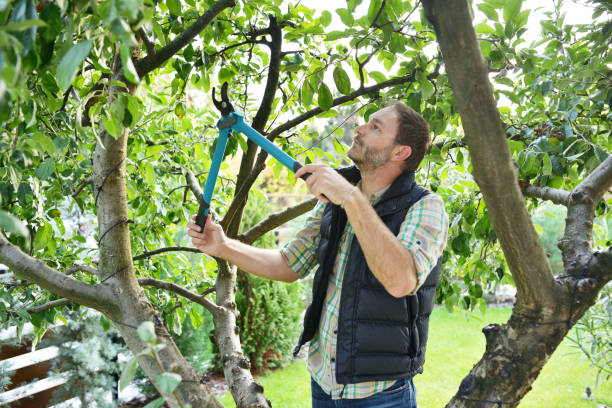 Best Tree Health Inspection  in Greeneville, TN